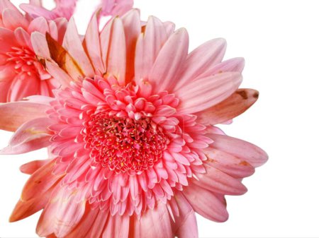 Pink Gerbera jamesonii flower aka Barberton daisy, Transvaal daisy with wilted petals. Isolated on white background.
