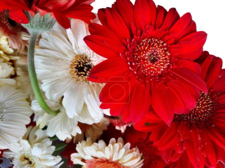 Hermosas flores Gerbera jamesonii rojas y blancas florecientes también conocidas como margarita Barberton, margarita Transvaal aislada sobre fondo blanco.