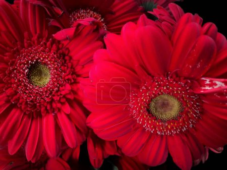 Hermosas flores rojas Gerbera jamesonii florecientes también conocidas como margarita Barberton, margarita Transvaal aislada sobre fondo negro.