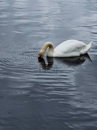cisne: un ave acuática grande, majestuosa y orgullosa, símbolo de belleza y amor fiel.
