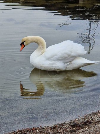 cisne: un ave acuática grande, majestuosa y orgullosa, símbolo de belleza y amor fiel.