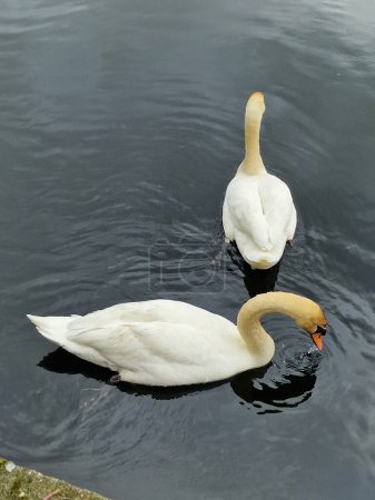 swan - a large, majestic, proud waterfowl, a symbol of beauty and faithful love.