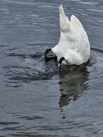 Schwan - ein großes, majestätisches, stolzes Wasservögel, Symbol für Schönheit und treue Liebe.