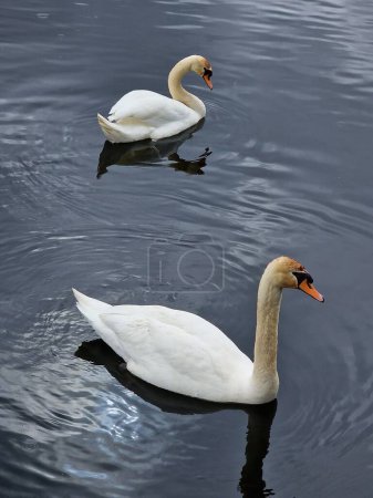 swan - a large, majestic, proud waterfowl, a symbol of beauty and faithful love.