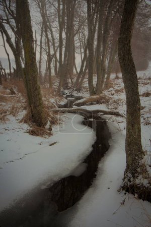 Bleek Wald am frühen Wintermorgen am kleinen Fluss