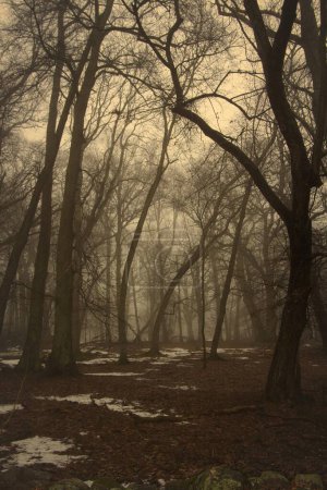 Foto de Viejo bosque mágico en una sombría mañana de invierno - Imagen libre de derechos
