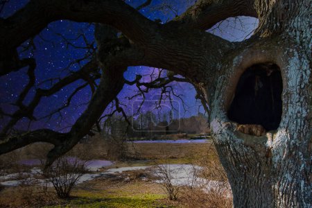 Un mystérieux arbre creux dans une nuit étoilée sombre avec une silhouette, troll à l'intérieur du trou