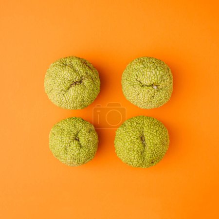 Maclura pomifera fruta conocida como naranja de la dosis, manzana de caballo, manzana de Adán y fruta del cerebro del mono. Sobre fondo oscuro