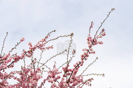 Flor rosada en un árbol con fondo de cielo blanco, vibra de postal