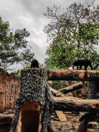 Der Florida-Schwarzbär, wissenschaftlich als Ursus Americanus Floridanus bekannt, sitzt auf einem Baum im Jatim Park II Zoo, Indonesien.