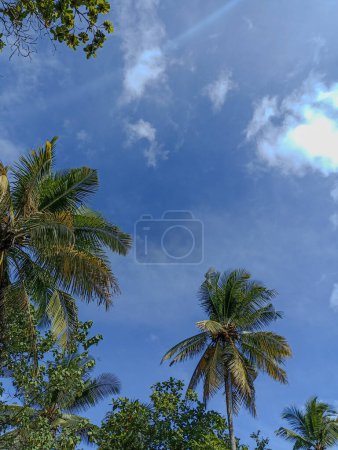 Téléchargez les photos : Palmier scénique avec un magnifique ciel bleu Arrière-plan : Beauté tropicale - en image libre de droit