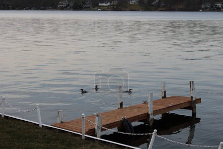 Ducks on a lake by the dock