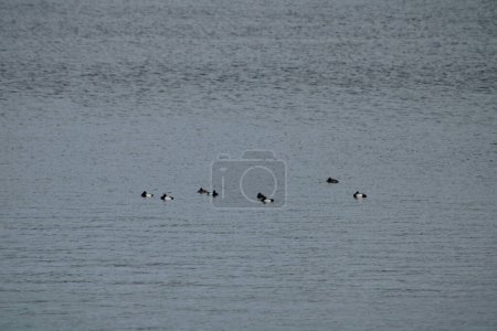 Birds on a lake in a group