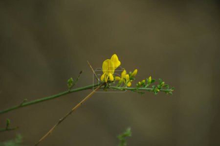flor amarilla en el bosque
