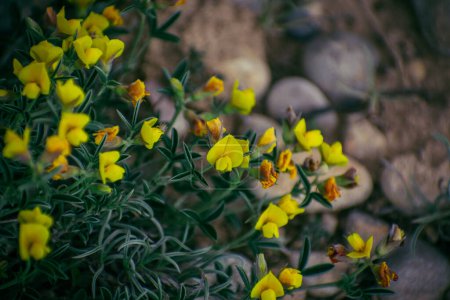 Gruppe von gelben Blumen im Wald