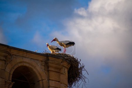 Störche im Nest über der Kirche