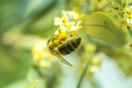 abeja recolectando nectar de un arbol