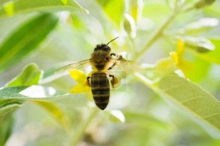 abeja recolectando nectar de un arbol