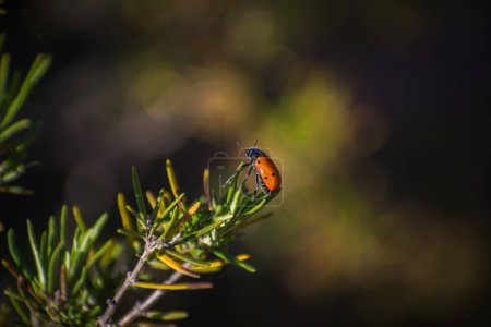 escarabajo naranja posado sobre una rama