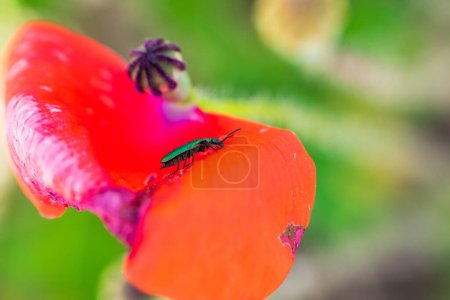 escarabajo verde sobre una flor de amapolas
