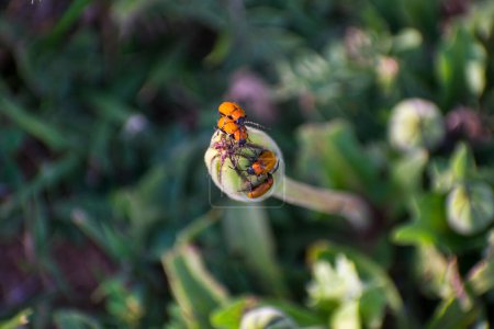 grupo de escarabajos naranjos en una planta