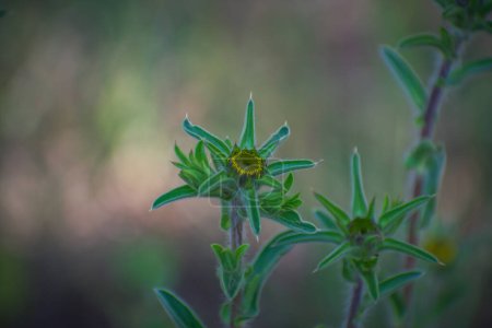Flor verde con espinas en el bosque