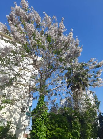 Blühende Bäume und moderne Gebäude, die die Frühlingsfreude unter klarem Himmel widerspiegeln