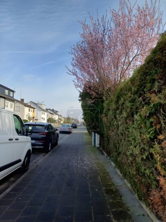 Lange Straße unter dem purpurblättrigen Baum, blühender Baum im Frühling und ruhige Straße