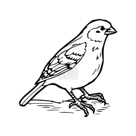 Sparrow coloring pages. Sparrow bird outline vector for coloring book