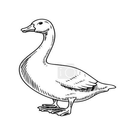 Illustration for Goose coloring pages. Bird outline for coloring book - Royalty Free Image