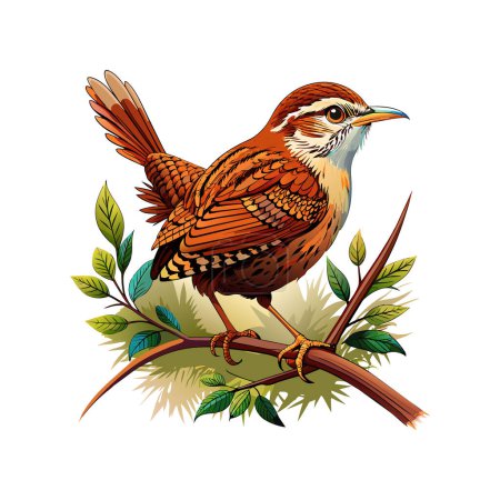 Illustration for Wren bird Illustration. Arizona State Bird Isolated On A White Background - Royalty Free Image