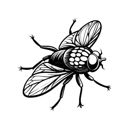 A fly craw linocut. Hand drawn sketch of fly. Retro realistic animal isolated. Vintage style. Doodle