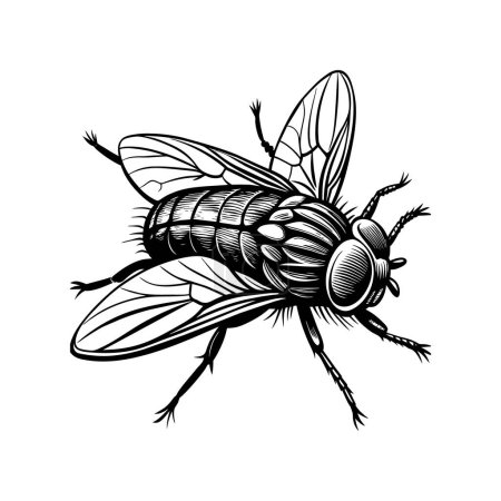 A fly craw linocut. Hand drawn sketch of fly. Retro realistic animal isolated. Vintage style. Doodle