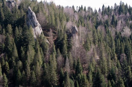 Photo for Mountain landscape with coniferous forest and rocks in the spring - Royalty Free Image
