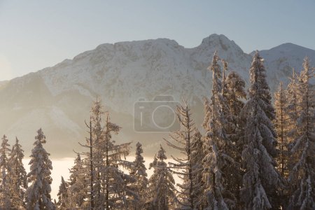 Giewont mountain in morning sun, Poland Tatra Mountains with fog in the valley and trees in foreground. Cloudless sky. View from Gubalowka Mountain in Zakopane Town and Koscielisko Village.