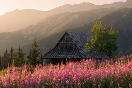 Old highlanders hut in Tatra mountains Poland with colorful flowers in Gasienicowa valley (Hala Gasienicowa), at warm summer morning