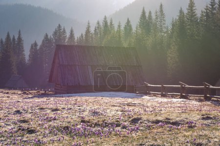 Old huts in mountains, morning at chocholowska valley with colorful flowerrs in sunrise