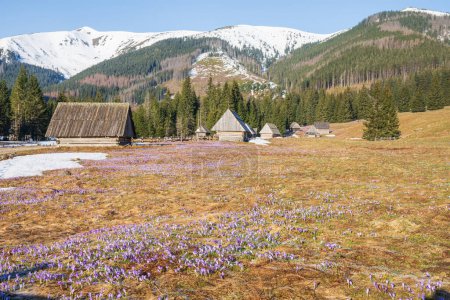 Cruces en las montañas de Tatra, primavera en chocholowska valey
