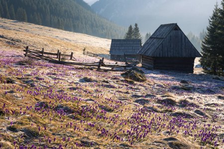 Cabañas de pastor de madera tradicionales en las montañas, hermosa mañana en el valle chocholowska con coloridos flujos en la salida del sol