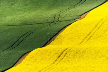 Gelbe und grüne wellenförmige Frühlingsfelder schöne symmetrische Komposition