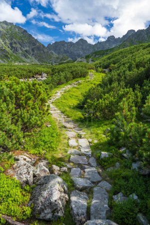 Téléchargez les photos : Sentier en pierre entre les plantes vertes dans les montagnes Tatra en été. Sur le fond sommets de montagne et ciel nuageux bleu. - en image libre de droit