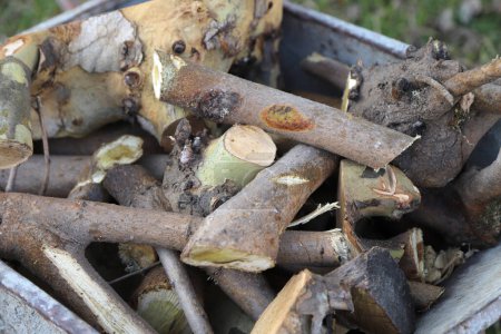 In Schubkarren gestapelte Brennholzstämme. Holz zum Heizen im Winter gefällt.