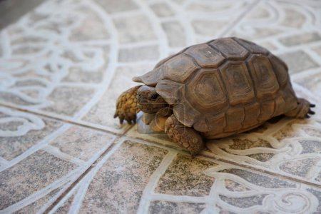 Tortuga del Chelonoidis chilensis caminando sobre un piso de cerámica en el patio de una casa. Tortuga argentina marrón. Reptil quelonio. Animal con cáscara.