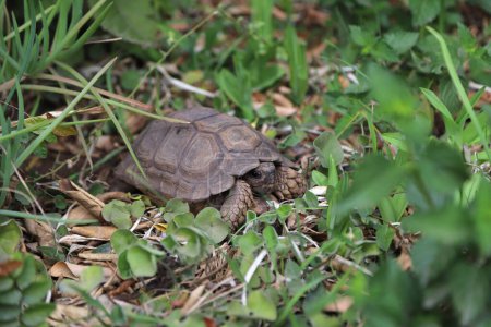 Tortuga terrestre de la especie Chelonoidis chilensis en el jardín de una casa. Especie de tortuga argentina en peligro de extinción. Reptil quelonio. Concha de tortuga y cuerpo en colores marrones.