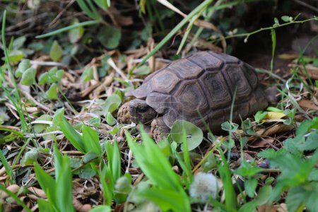 Landschildkröte der Art Chelonoidis chilensis im Garten eines Hauses. Argentinische Schildkrötenart, die vom Aussterben bedroht ist. Chelonische Reptilien. Schildkrötenpanzer und -körper in braunen Farben.