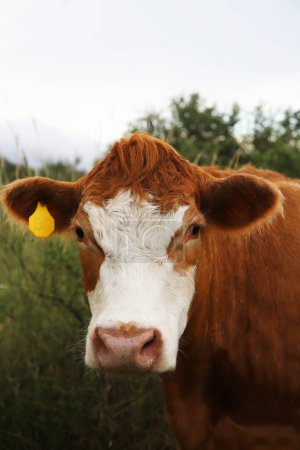 Hereford cow. Bovine breed. Brown and white cow grazing in the field. Argentine livestock. Cow in Argentine field. Cattle for meat. Identification of cattle in the ear. Livestock industry.