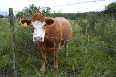 Hereford cow. Bovine breed. Brown and white cow grazing in the field. Argentine livestock. Cow in Argentine field. Cattle for meat. Identification of cattle in the ear. Livestock industry.