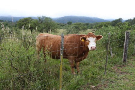 Braune und weiße Kühe grasen auf dem Feld. Hereford. Rinderrassen. Argentinisches Vieh. Kuh auf argentinischem Feld. Rinder für Fleisch. Identifizierung von Rindern im Ohr. Viehwirtschaft.