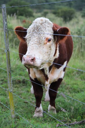 Brown and white cow grazing in the field. Hereford cow. Bovine breed. Argentine livestock. Cow in Argentine field. Cattle for meat. Identification of cattle in the ear. Livestock industry.