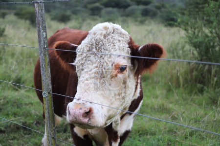 Téléchargez les photos : Vaches brunes et blanches pâturant dans les champs. Une vache de Hereford. Race bovine. Du bétail argentin. Vache dans le champ argentin. Bovins pour la viande. Identification des bovins dans l'oreille. Industrie de l'élevage. - en image libre de droit